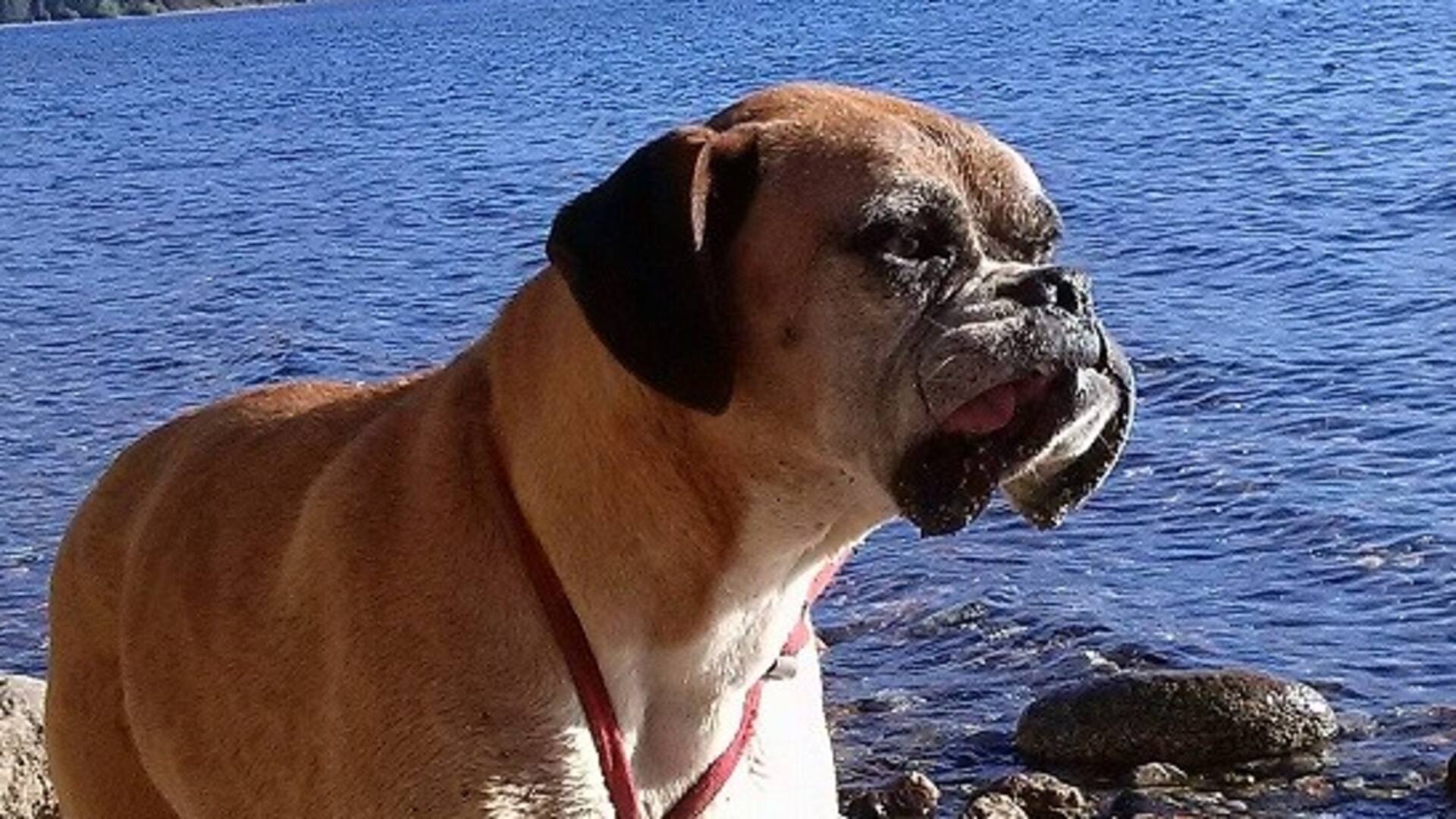 Luna, vivió con la familia Isla en Bariloche por 14 años.