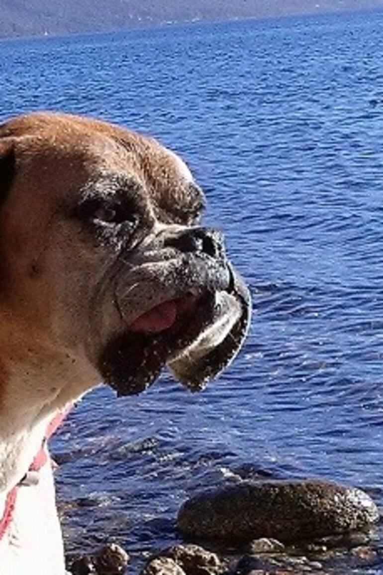 Luna, vivió con la familia Isla en Bariloche por 14 años.