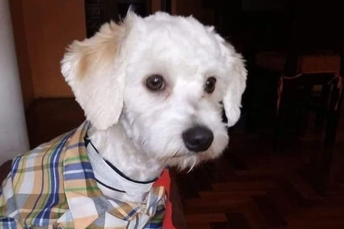 Luno, el perro varado en el Aeropuerto Adolfo Suárez Madrid-Bajaras por la falta de un microchip.