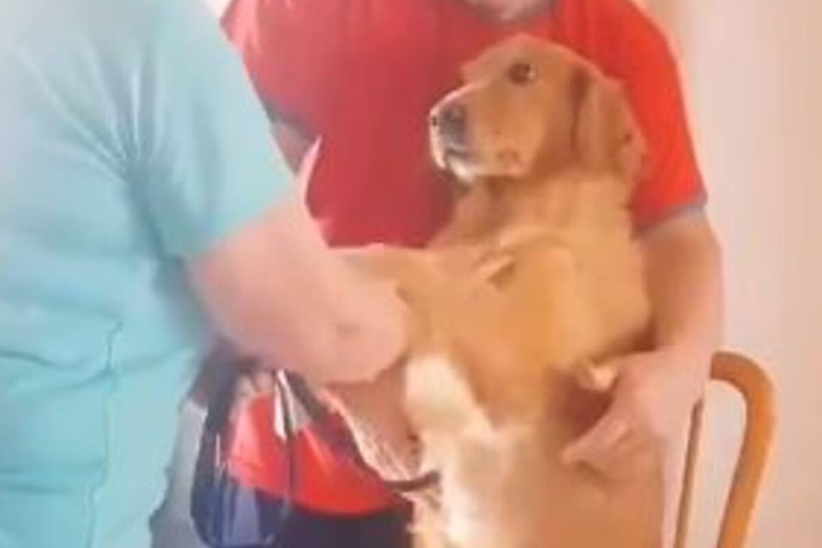 Lupe es el nombre del animal que acepta con paciencia el método para el empacho que aplican sobre ella, y cuyas imágenes se volvieron furor en las redes sociales