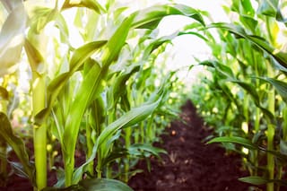 Con todo sobre el maíz, Expoagro lanza un ciclo de capacitación