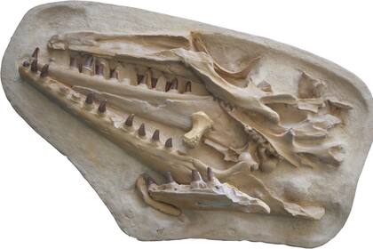 Réplica en yeso del cráneo del mosasaurio que guarda el Museo de Historia Natural de Maastricht