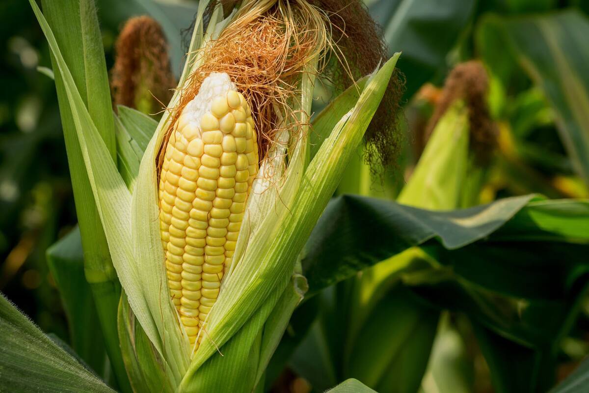 MaÃz
Se transformó en el principal cultivo