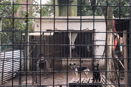 Mabel cuida a 47 perros que han sido abandonados.