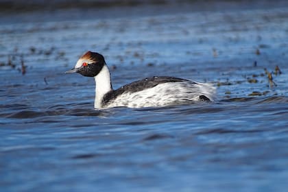 Macá tobiano