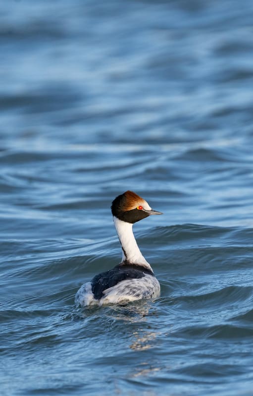 Macá tobiano en el estuario del río Santa Cruz, adonde migra en invierno.