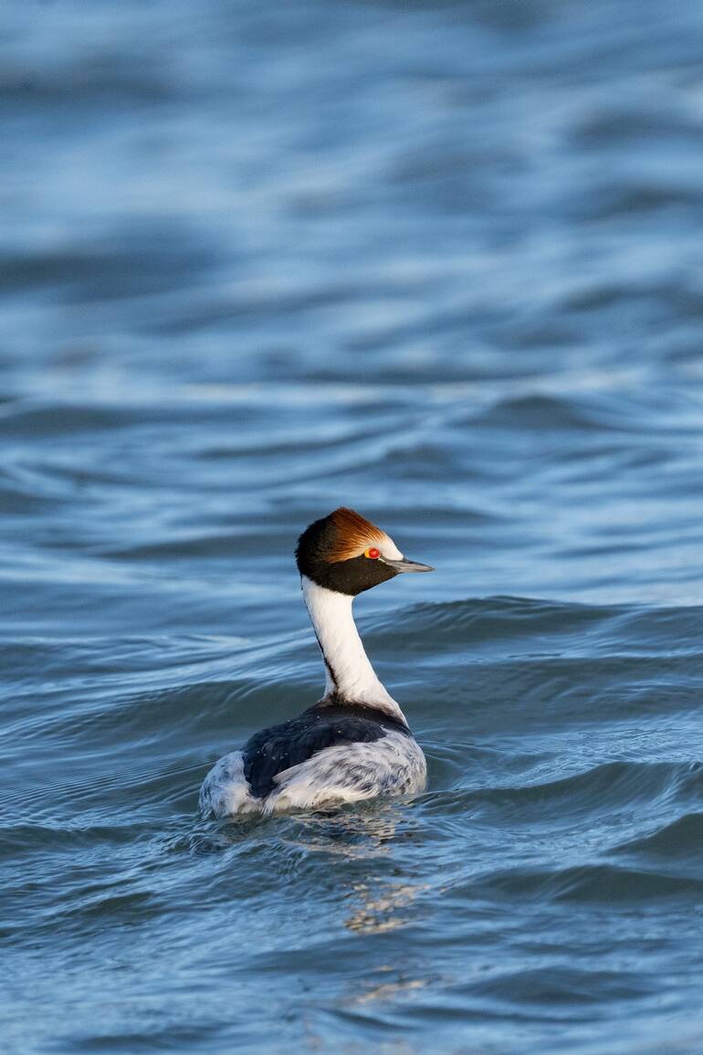 Macá tobiano en el estuario del río Santa Cruz, adonde migra en invierno.