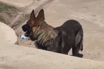 Macabro hallazgo en Córdoba: un perro entró a la casa de su dueña con una bolsa que se descubrió tenía restos humanos