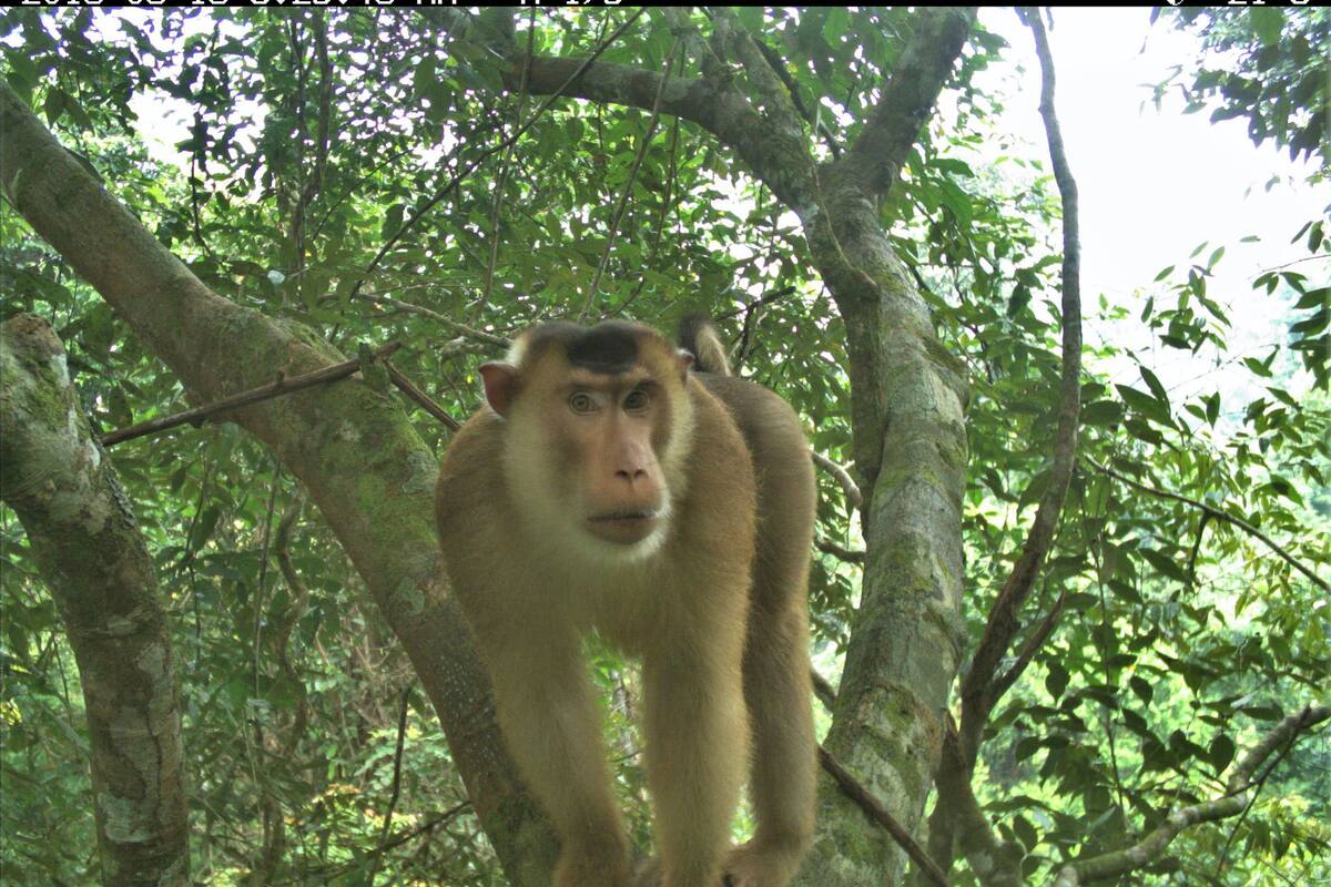 Macaco de cola de cerdo, una especie semiarbórea.