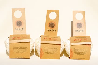 Macetas de Fungipor, una alternativa biodegradable al telgopor.
