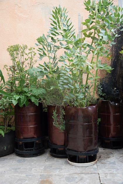 Macetas livianas y económicas más combinación de cultivos: dos claves para mejorar el rendimiento de la huerta en terrazas