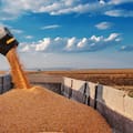Cómo mantener la rentabilidad de un cultivo estrella en los últimos años