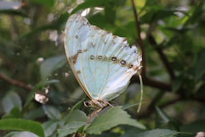 Macho de mariposa Bandera Argentina (Morpho epistrophus argentinus)