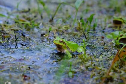 Macho de ranita de San Antonio oriental (Hyla orientalis) en una localidad fuera de la Zona de Exclusión de Chernobyl (Ucrania), 2019