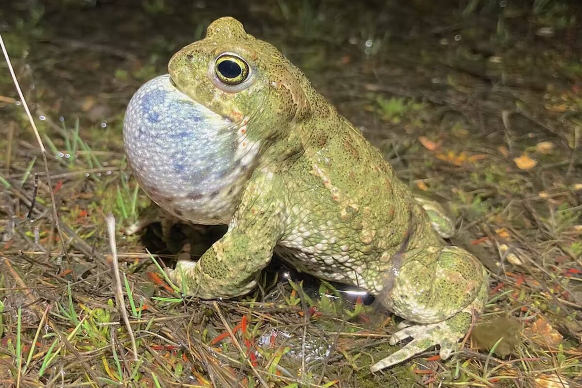 Macho del sapo corredor cantando