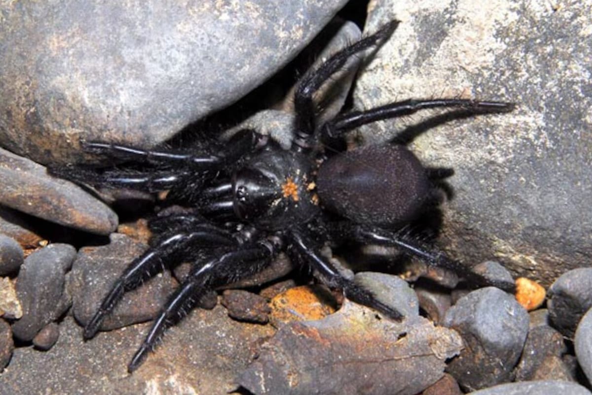 Macrothele calpeiana, conocida como araña toro, la más grande de Europa