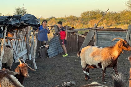 Madre e hijo revisan el estado de las chivas para calcular si ya están prontas a parir