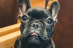 Qué pasó con el perro de Candela Arizaga tras escapar del departamento de Facundo Moyano