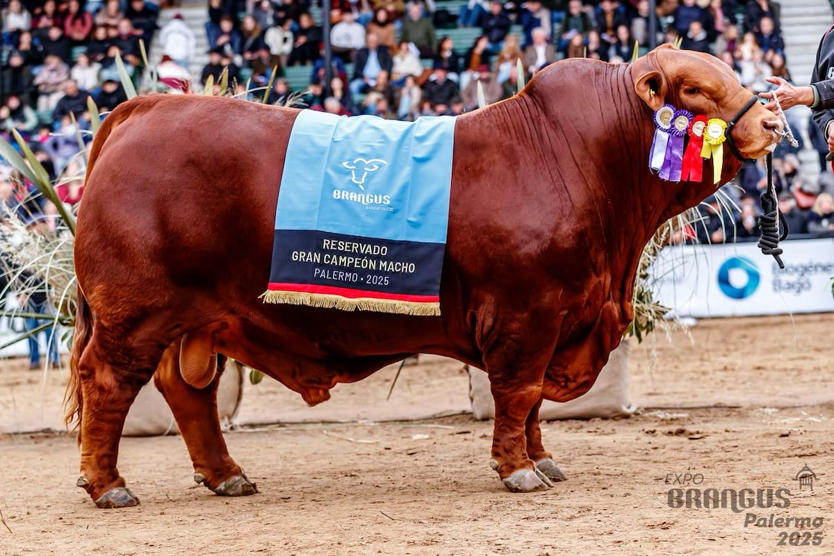 Mafioso salió Reservado Gran Campeón Macho Brangus en la última Exposición Rural de Palermo