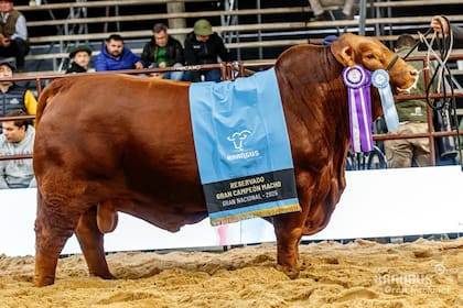 Mafioso salió Reservado Gran Campeón Macho en las Nacionales 2025