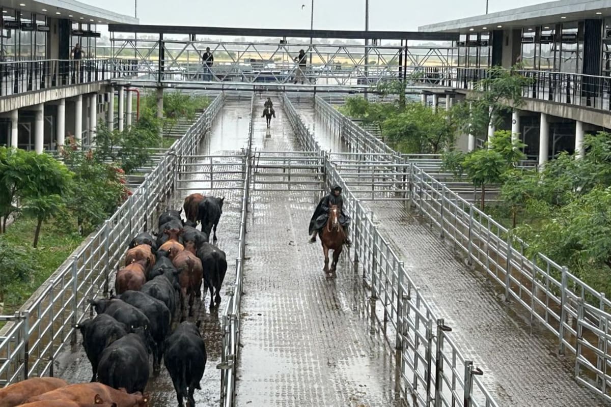 MAG mercado de hacienda cañuelas