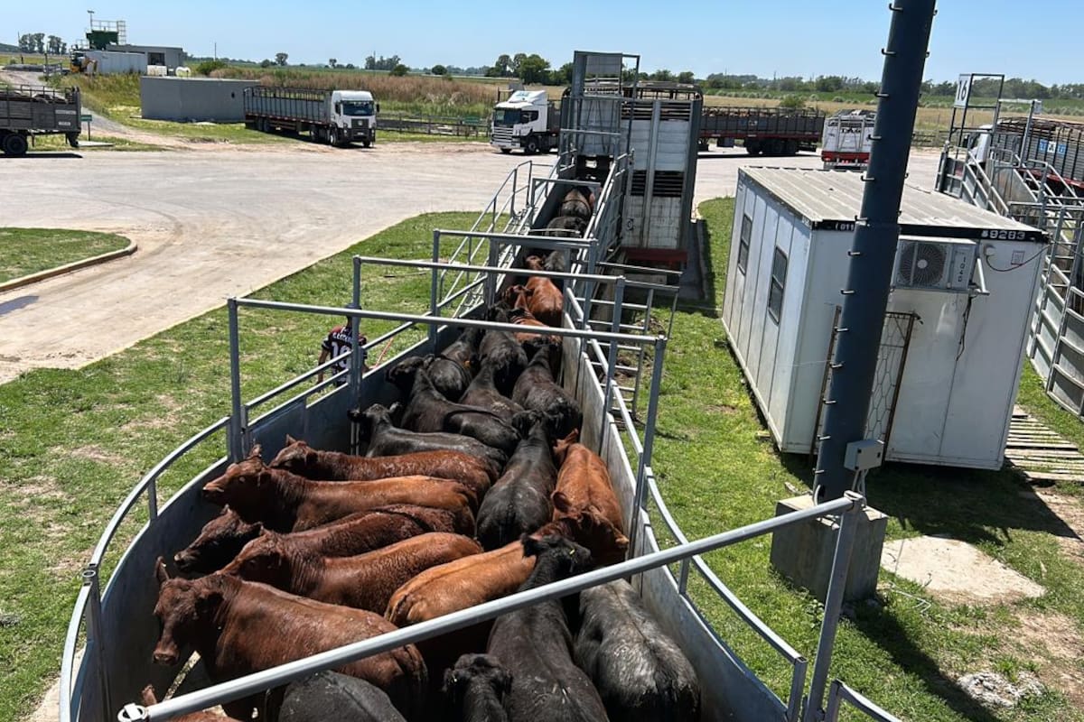 mag mercado de hacienda canuelas