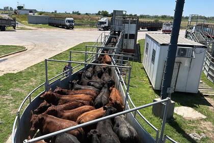 mag mercado de hacienda canuelas