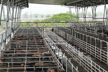 MAG mercado de hacienda Cañuelas día lluvioso