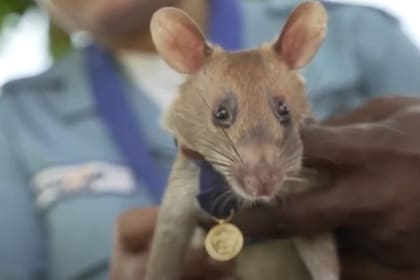 Magawa es una rata africana que en los últimos 7 años encontró 39 minas y 28 artefactos explosivos.