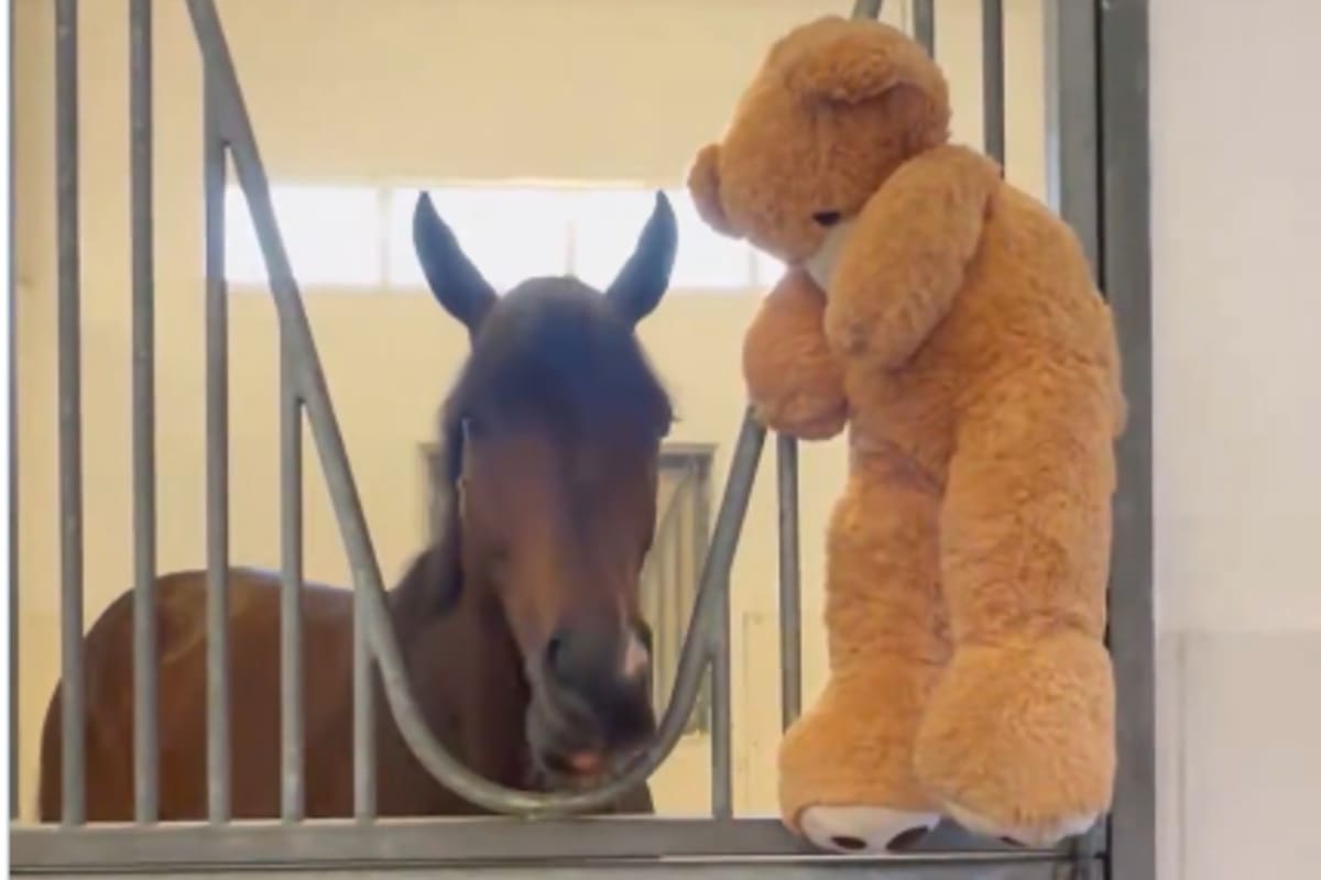 Magnitude en su box, junto al oso de peluche que lo acompaña en cada hipódromo al que llega para competir y en los viajes; un aliado emocional en la exitosa campaña del caballo