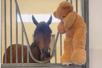 Magnitude en su box, junto al oso de peluche que lo acompaña en cada hipódromo al que llega para competir y en los viajes; un aliado emocional en la exitosa campaña del caballo