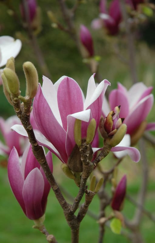 Magnolia liliflora.