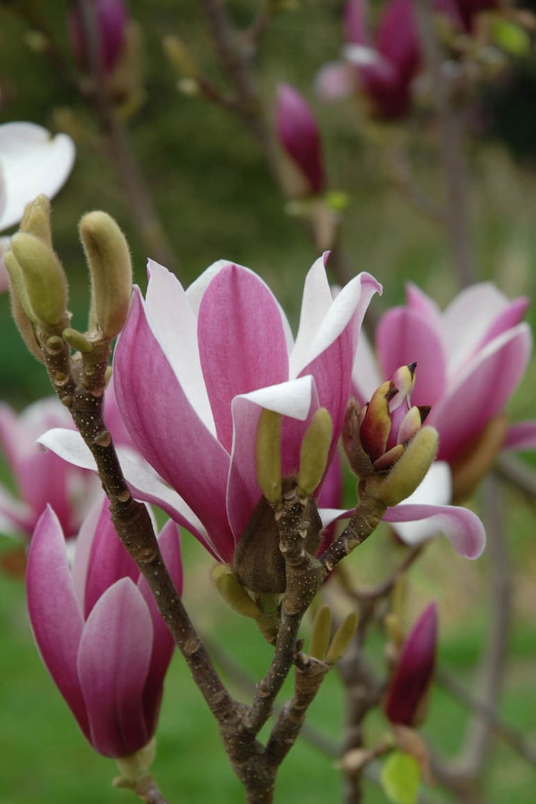 Magnolia liliflora.