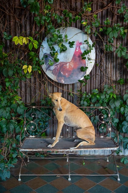 Magnolia, en primer plano, posando en una de las galerías del galpón. Detrás, una imagen de un gallo. A través de su fundación, Isabel también está realizando un fuerte trabajo para alertar y concientizar sobre las riñas de gallos.
