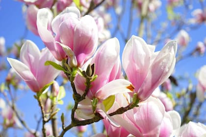 Magnolia × soulangeana.