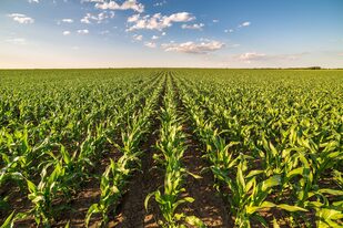 Para el cultivo de maíz, se aprecia una caída del margen neto del 40%, al pasar de 519 a 308 US$/ha, debido principalmente a una reducción del precio de venta