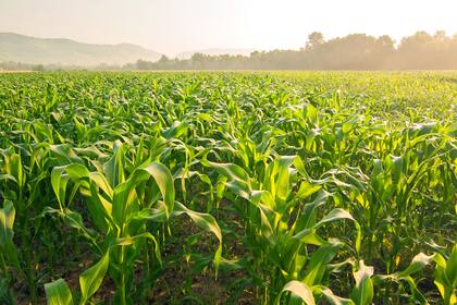 El Gobierno suspendió las exportaciones de maíz hasta el mes de marzo