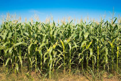 La producción mundial de maíz llegaría a un récord mundial de 1187 millones de toneladas