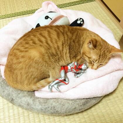 Mai Narushima encontró al gatito de tres días de vida abandonado en las calles de Japón