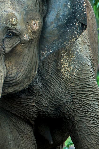El santuario tiene actualmente cuatro elefantes residentes asiáticas, Maia, Rana, Mara (foto) y Lady. La intención es albergar elefantes asiáticos y africanos de ambos sexos. Cada especie tendrá su propio hábitat debido a problemas con la socialización entre especies