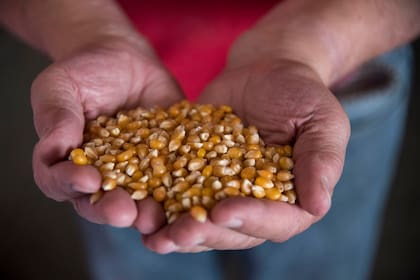 El maíz pisingallo es una de las economías regionales incluidas dentro del dólar agro