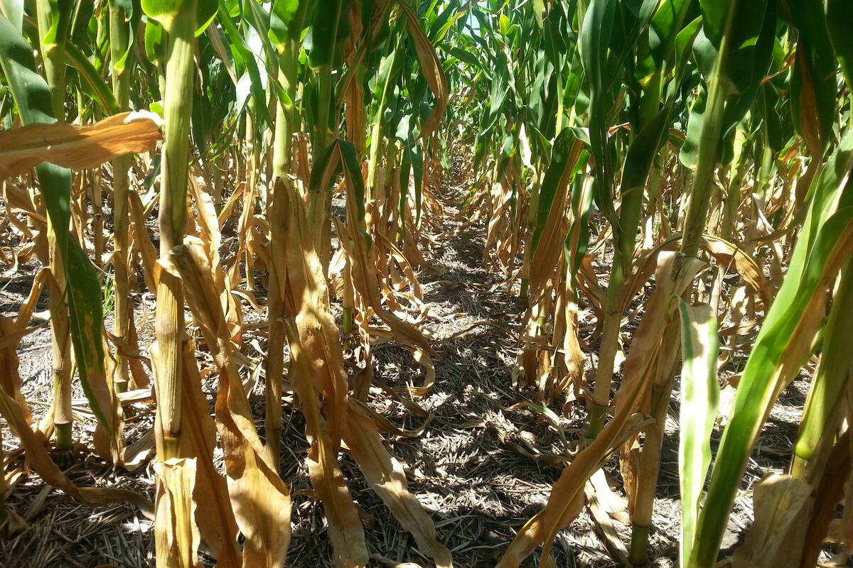 Maíz afectado por la sequía en la zona de Necochea