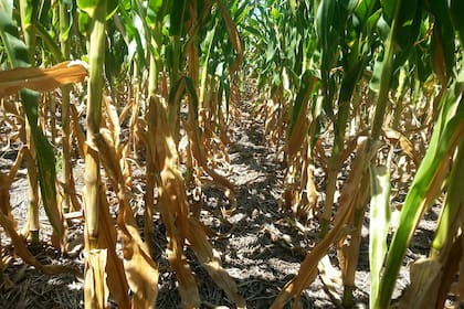 Preocupación por la falta de lluvias para el maíz