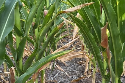 Maíz afectado por la sequía en la zona de Vicuña Mackenna, Córdoba