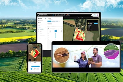 Maíz: cómo lograr más productividad y hacer rendir mejor un cultivo de alta inversión.