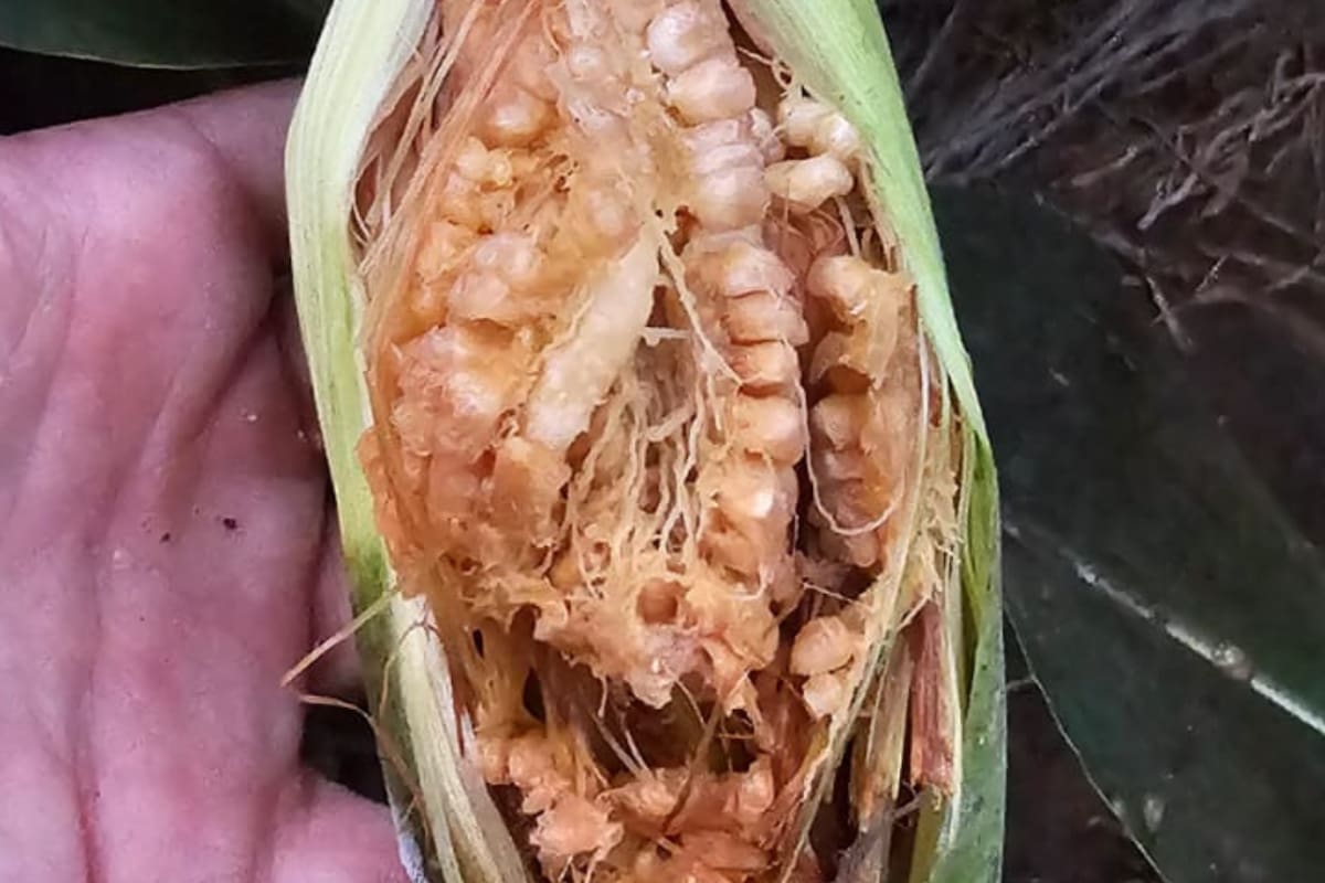 Maíz con los efectos de la enfermedad transmitida por la chicharrita