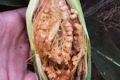 Maíz con los efectos de la enfermedad trasmitida por la chicharrita