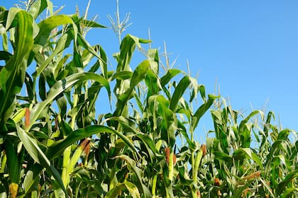 La proporción de maíz en estado bueno/excelente cayó del 69 al 64%