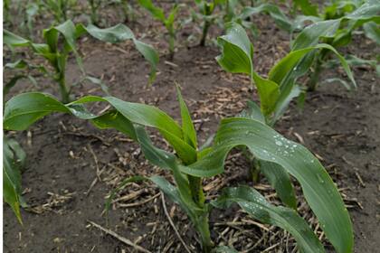 Maíz en Colon, provincia de Buenos Aires