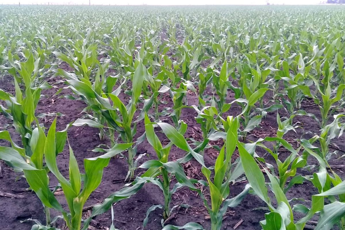 Maíz en desarrollo en la zona de Lobería
